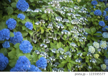青い紫陽花 115595577