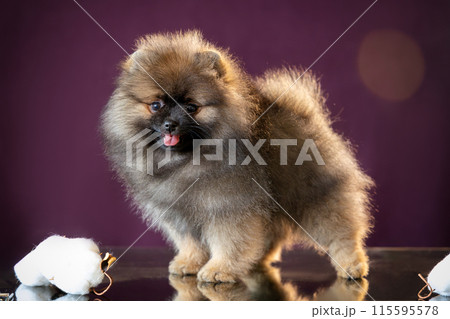 Portrait of a fluffy Pomeranian puppy standing on a mirror table with reflection on a purple background. Portrait of a fluffy Pomeranian puppy standing on a mirror table with reflection on a purple background. 115595578