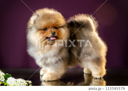 Portrait of a fluffy sable Pomeranian puppy standing on a mirror table with reflection on a purple background. Portrait of a fluffy sable Pomeranian puppy standing on a mirror table with reflection on a purple background. 115595579