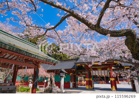 宮城県塩竈市 春の鹽竈神社 唐門 宮城県塩竈市 春の鹽竈神社 唐門 115596269