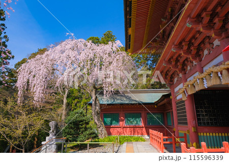 宮城県塩竈市 春の鹽竈神社 随身門 115596339