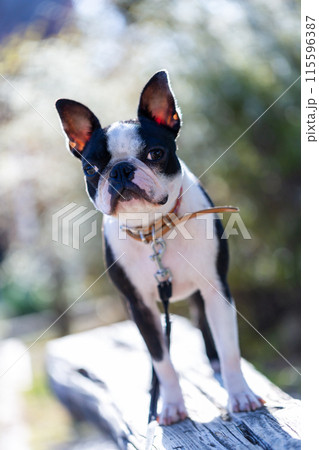 公園で遊ぶ愛犬　ボストンテリア 115596387