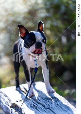 公園で遊ぶ愛犬　ボストンテリア 115596388