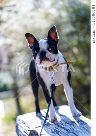 公園で遊ぶ愛犬　ボストンテリア 115596391