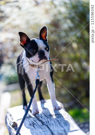 公園で遊ぶ愛犬 ボストンテリア 公園で遊ぶ愛犬 ボストンテリア 115596392