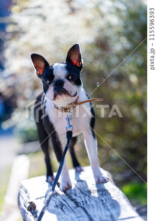 公園で遊ぶ愛犬　ボストンテリア 115596393