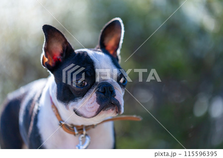 公園で遊ぶ愛犬　ボストンテリア 115596395