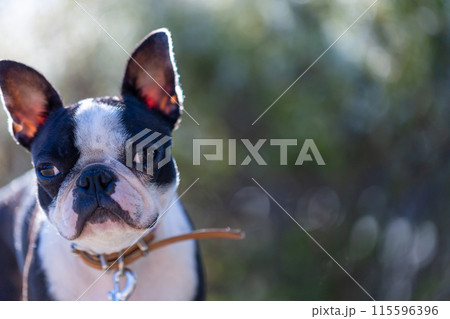 公園で遊ぶ愛犬　ボストンテリア 115596396