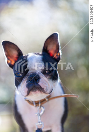 公園で遊ぶ愛犬　ボストンテリア 115596407