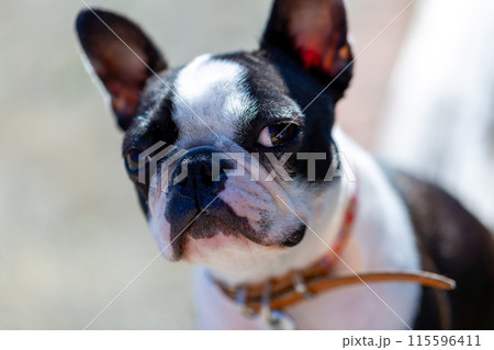 公園で遊ぶ愛犬 ボストンテリア 公園で遊ぶ愛犬 ボストンテリア 115596411