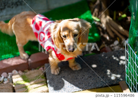 ウッドデッキで遊ぶダックスフンド ウッドデッキで遊ぶダックスフンド 115596486
