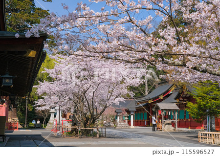 宮城県塩竈市 春の鹽竈神社  境内 115596527