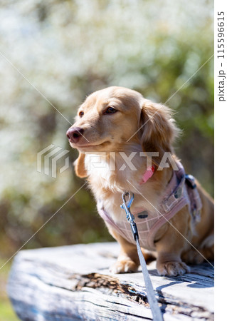 公園で散歩するダックスフンド 公園で散歩するダックスフンド 115596615