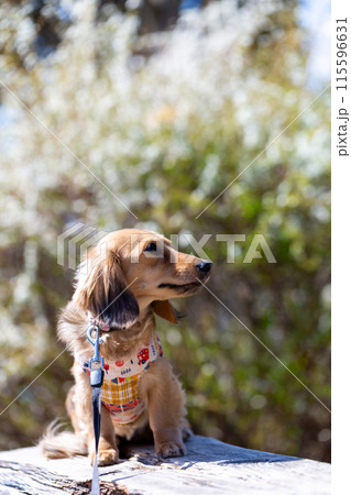 公園で散歩するダックスフンド 公園で散歩するダックスフンド 115596631