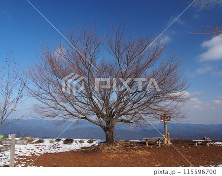 【山頂標識】東京都・棒ノ折山（2015年） 115596700