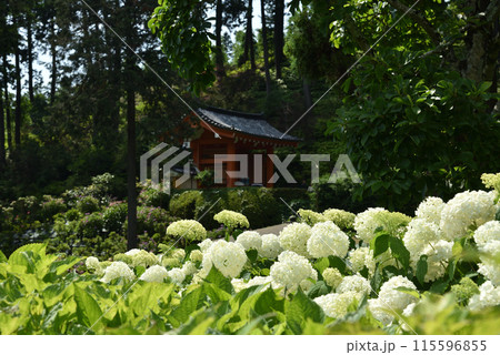 三室戸寺 アナベルと山門 三室戸寺 アナベルと山門 115596855
