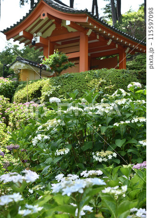 三室戸寺　ガクアジサイと山門 115597098