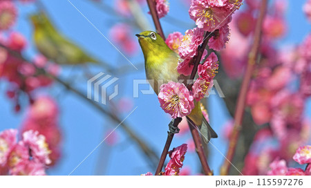 満開の紅梅にメジロさん ( 春イメージ )( 躍動イメージ ) 満開の紅梅にメジロさん ( 春イメージ )( 躍動イメージ ) 115597276