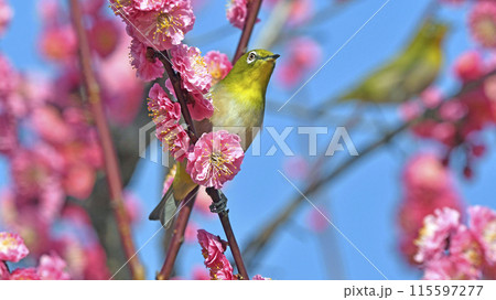 満開の紅梅にメジロさん ( 春イメージ )( 躍動イメージ ) 満開の紅梅にメジロさん ( 春イメージ )( 躍動イメージ ) 115597277