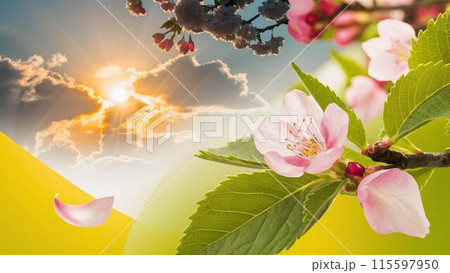 太陽に照らされた桜 115597950