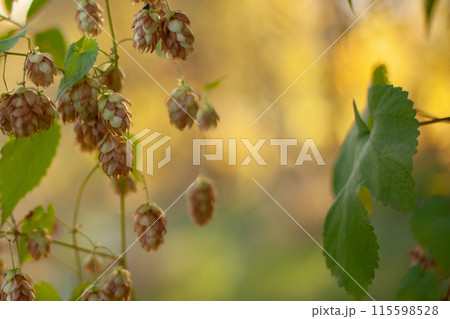 Hop plant with green leaves and brown cones in natural sunlight. Hop plant with green leaves and brown cones in natural sunlight. 115598528