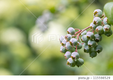Unripe Blueberry Cluster on Branch 115598529