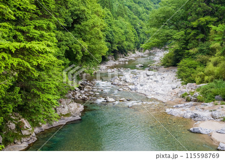 緑に包まれた渓流【岐阜県板取川】 115598769