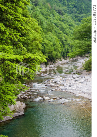 緑に包まれた渓流【岐阜県板取川】 緑に包まれた渓流【岐阜県板取川】 115598773