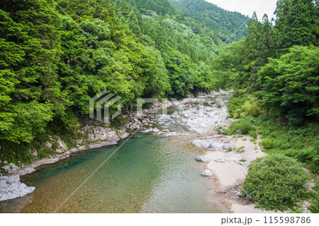 緑に包まれた渓流【岐阜県板取川】 緑に包まれた渓流【岐阜県板取川】 115598786
