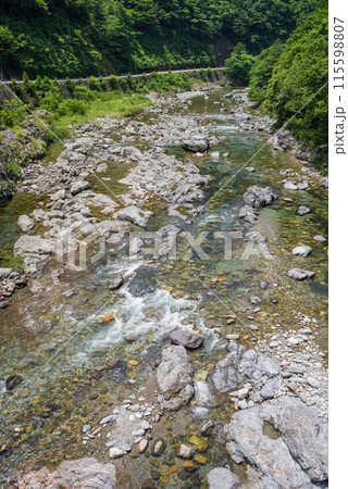 緑に包まれた渓流【岐阜県板取川】 115598807