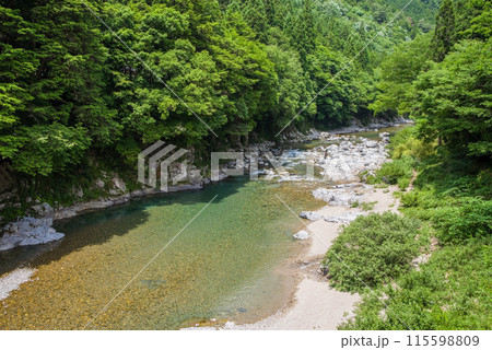 緑に包まれた渓流【岐阜県板取川】 115598809