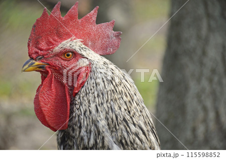 rooster with a large red comb, owner of the chicken coop rooster with a large red comb, owner of the chicken coop 115598852