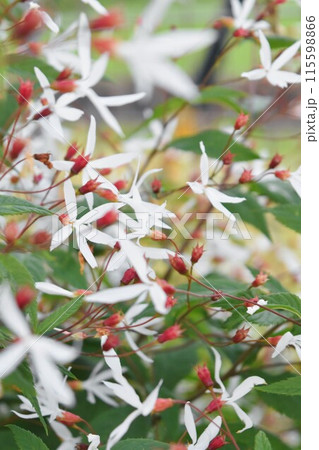 ミツバシモツケの花 ミツバシモツケの花 115598866