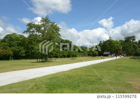 新緑の上賀茂神社　境内　京都市北区 115599278