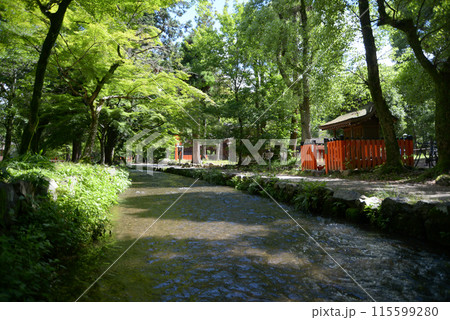 新緑の上賀茂神社 ならの小川 京都市北区 新緑の上賀茂神社 ならの小川 京都市北区 115599280