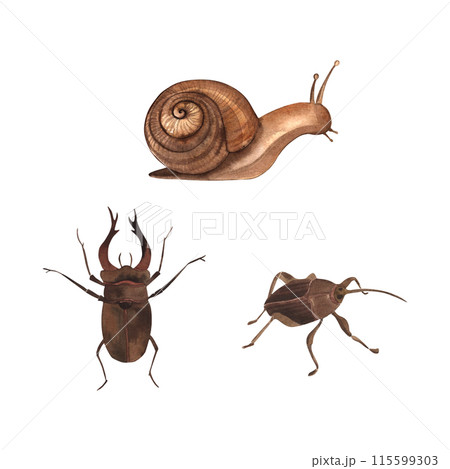 Deer beetle, snail, weevil, insects. The set of illustrations is painted in watercolor on a white background. For printing and design, cards, stickers, children's room, encyclopedia, textiles fabrics. Deer beetle, snail, weevil, insects. The set of illustrations is painted in watercolor on a white background. For printing and design, cards, stickers, children's room, encyclopedia, textiles fabrics. 115599303