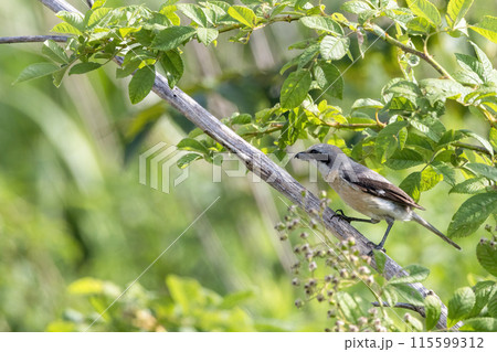 枝にとまる灰色の百舌鳥 115599312