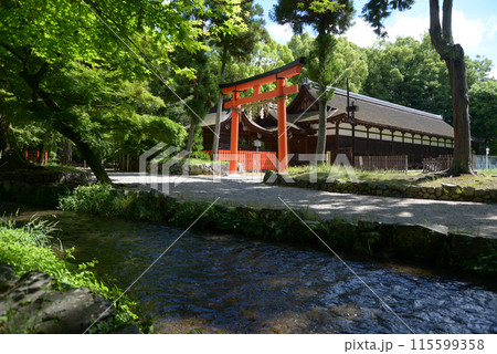 新緑の上賀茂神社 ならの小川と庁屋 京都市北区 新緑の上賀茂神社 ならの小川と庁屋 京都市北区 115599358