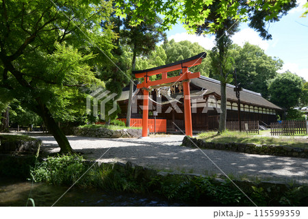 新緑の上賀茂神社 ならの小川と庁屋 京都市北区 新緑の上賀茂神社 ならの小川と庁屋 京都市北区 115599359