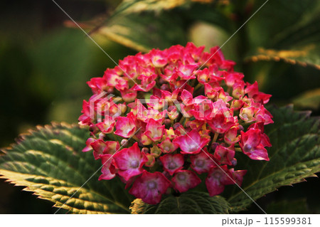 夕方の紫陽花 夕方の紫陽花 115599381
