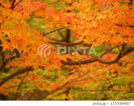 秋の紅葉風景 115599407