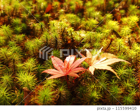 落葉したモミジ 落葉したモミジ 115599410