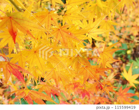 秋の紅葉風景 115599419
