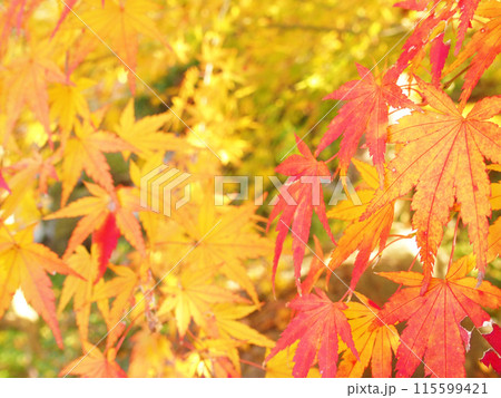 秋の紅葉風景 115599421
