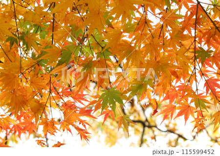 綺麗に色づく紅葉 綺麗に色づく紅葉 115599452