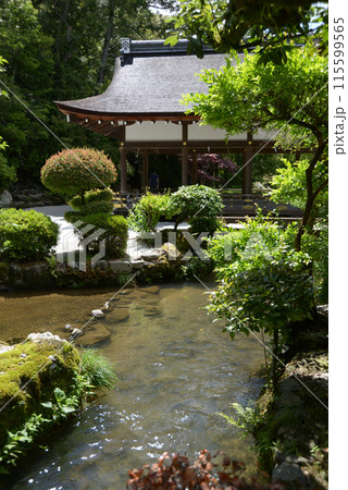 新緑の上賀茂神社 ならの小川と橋殿 京都市北区 新緑の上賀茂神社 ならの小川と橋殿 京都市北区 115599565