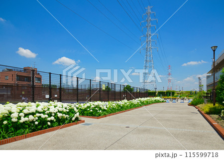 アナベル 白色のアジサイ 紫陽花 宮前公園 アナベル 白色のアジサイ 紫陽花 宮前公園 115599718