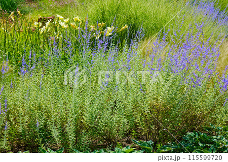 ロシアンセージ　オーナメンタルグラス　ガーデン　宮前公園 115599720