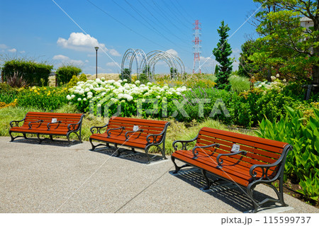 宮前公園のベンチとアナベル　紫陽花 115599737
