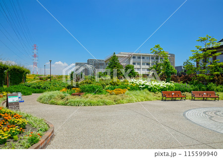 カラフルなガーデン　オーナメンタルグラス　宮前公園 115599940